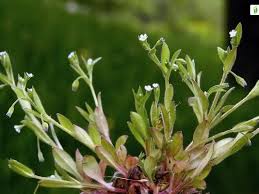 Attēlu rezultāti vaicājumam “Myosotis sparsiflora flower”