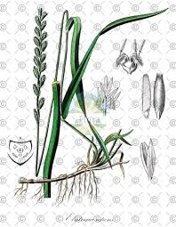 Attēlu rezultāti vaicājumam “Elytrigia repens”