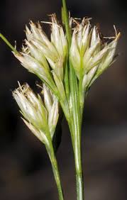 Attēlu rezultāti vaicājumam “Rhynchospora alba”