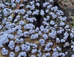 Attēlu rezultāti vaicājumam “Physarum bryomacrocarpum sessile”