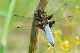 Attēlu rezultāti vaicājumam “Libellula depressa male”