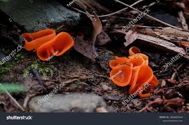 Attēlu rezultāti vaicājumam “Aleuria aurantia”