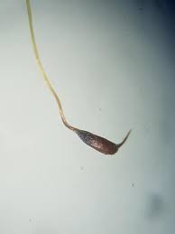 Attēlu rezultāti vaicājumam “Dicranella heteromalla sporophyte”