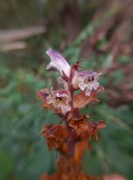 Attēlu rezultāti vaicājumam “Orobanche reticulata flower”