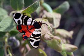 Attēlu rezultāti vaicājumam “Callimorpha dominula”