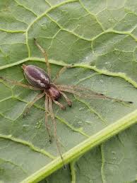 Attēlu rezultāti vaicājumam “Cheiracanthium sp.”