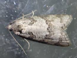 Attēlu rezultāti vaicājumam “Eana incanana”