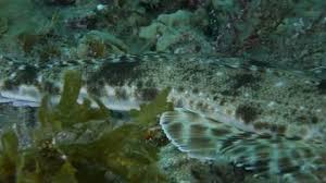 Image result for Platycephalus speculator