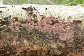 Attēlu rezultāti vaicājumam “Trichaptum abietinum”