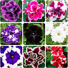 Image result for Petunia hybrida
