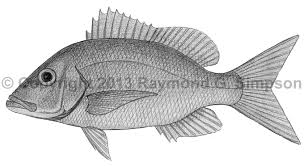 Image result for Lutjanus campechanus