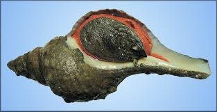 Image result for Triplofusus giganteus