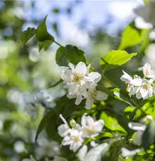 Attēlu rezultāti vaicājumam “Philadelphus coronarius leaf”