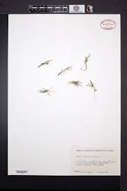 Attēlu rezultāti vaicājumam “Subularia aquatica”