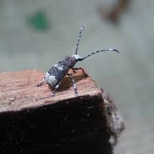 Attēlu rezultāti vaicājumam “Platystomos albinus”