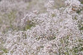 Attēlu rezultāti vaicājumam “Gypsophila paniculata”