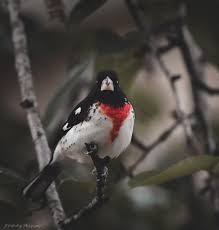 Image result for Pheucticus ludovicianus