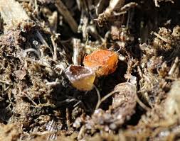 Attēlu rezultāti vaicājumam “Cheilymenia stercorea”