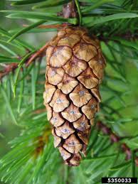 Attēlu rezultāti vaicājumam “Pinus banksiana”