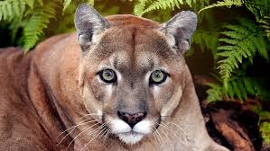 Image result for Craigmount Cougars