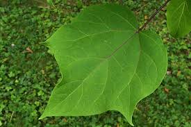 Attēlu rezultāti vaicājumam “Catalpa ovata leaf”
