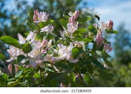 Attēlu rezultāti vaicājumam “Frangula alnus flower”