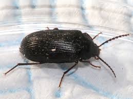 Attēlu rezultāti vaicājumam “Prionychus ater”