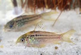 Attēlu rezultāti vaicājumam “Comatricha elegans stalked”