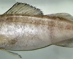 Image result for Sander canadensis