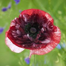 Image result for Papaver rhoeas 'Shirley'