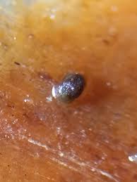 Attēlu rezultāti vaicājumam “Licea testudinacea young”