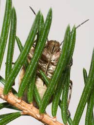 Attēlu rezultāti vaicājumam “Chlorochroa juniperina imago”