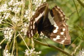 Attēlu rezultāti vaicājumam “Apatura iris female”