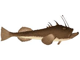 Image result for Lophius americanus