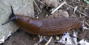 Attēlu rezultāti vaicājumam “Arion lusitanicus adult”