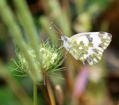 Attēlu rezultāti vaicājumam “Pontia edusa underside”