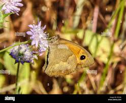 Attēlu rezultāti vaicājumam “Maniola jurtina female”
