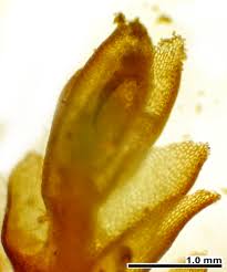 Attēlu rezultāti vaicājumam “Mylia anomala”