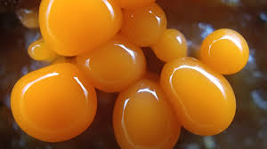 Attēlu rezultāti vaicājumam “Trichiaceae, Hemitrichiaceae, Arcyriaceae”