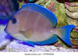 Image result for Acanthurus coeruleus