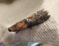 Attēlu rezultāti vaicājumam “Sciota adelphella”