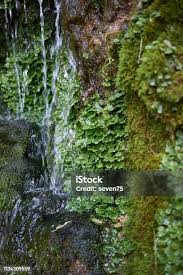 Attēlu rezultāti vaicājumam “Pellia epiphylla”