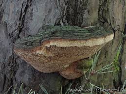 Attēlu rezultāti vaicājumam “Phellinus pini”