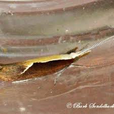 Attēlu rezultāti vaicājumam “Ypsolopha dentella”