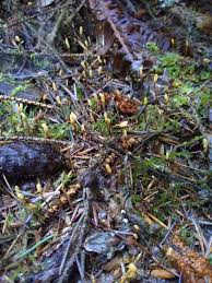 Attēlu rezultāti vaicājumam “Heyderia abietis”