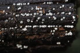 Attēlu rezultāti vaicājumam “Lasiosphaeria ovina”