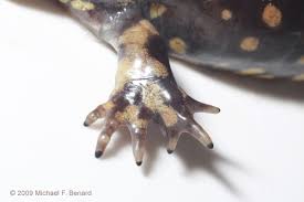 Attēlu rezultāti vaicājumam “Diderma tigrinum stalked”