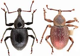 Attēlu rezultāti vaicājumam “Curculionidae”