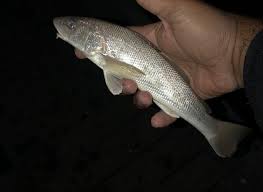 Image result for Menticirrhus littoralis