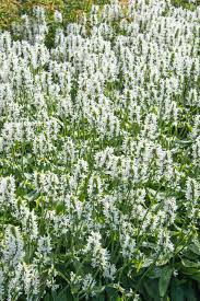 Attēlu rezultāti vaicājumam “Stachys officinalis leaf”